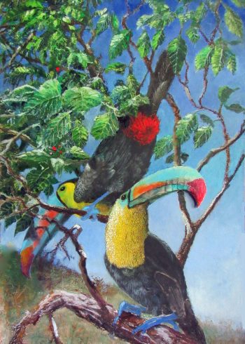 Two More Toucans
